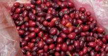 Купить Семена коки (Erythroxylum coca) 50 штук