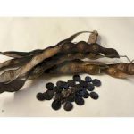 Купить Семена Анаденантера иноземная (Anadenanthera peregrina)