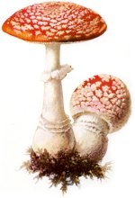 Купить Amanita Muscaria ( экстракт х10)