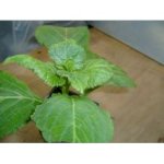купить Черенок сальвия дивинорум (шалфей предсказатель) Salvia divinorum