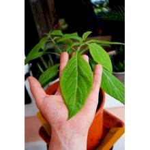 Купить Листья сальвии дивинорум (шалфей предсказатель) salvia divinorum 50 грамм